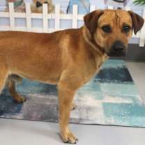 Thumbnail photo of Rusty URGENT HELP ‼️ #2