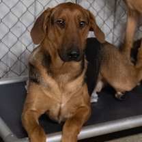 Thumbnail photo of Sam aka Red #1