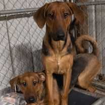 Thumbnail photo of Sam aka Red #2