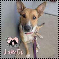 adopt-pet