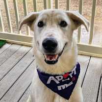 Thumbnail photo of Dandi BW #2