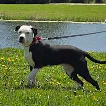 Thumbnail photo of Chiron #3