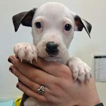 Thumbnail photo of Almond Joy #3