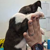 Thumbnail photo of Almond Joy #4