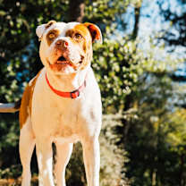 Thumbnail photo of Dottie #1