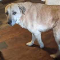 Thumbnail photo of Sandy #2