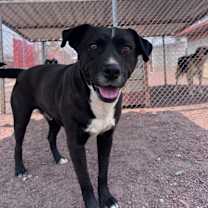 adopt-pet