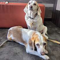 Thumbnail photo of Izzy and Bella #1