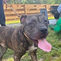 Thumbnail photo of Tank #1