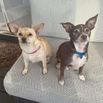 Thumbnail photo of Papi+ and Chloe(bonded)~ #2