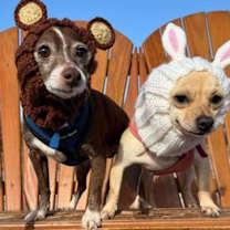 Thumbnail photo of Papi+ and Chloe(bonded)~ #3