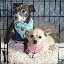 Thumbnail photo of Papi+ and Chloe(bonded)~ #4