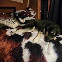 Thumbnail photo of Reign #2