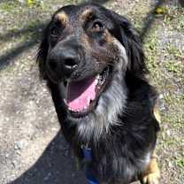 Thumbnail photo of Rocky #1