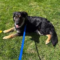 Thumbnail photo of Rocky #2