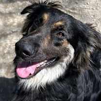 Thumbnail photo of Rocky #3