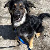 Thumbnail photo of Rocky #4