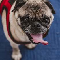 Thumbnail photo of Riggs *special needs* *bonded to Elodie* / Elodie *bonded to Riggs* #1