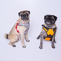 Thumbnail photo of Riggs *special needs* *bonded to Elodie* / Elodie *bonded to Riggs* #2