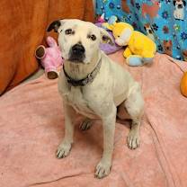 Thumbnail photo of Dahlia #2