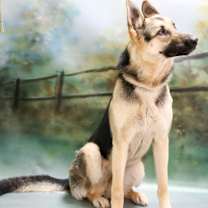 adopt-pet