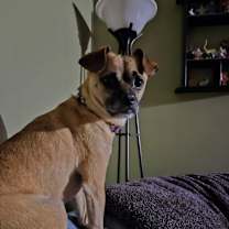 Thumbnail photo of Otho #3