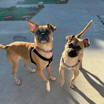 Thumbnail photo of Otho #4