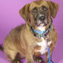 Thumbnail photo of Starship #4