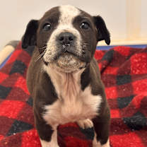 Thumbnail photo of Severide #3