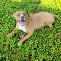 Thumbnail photo of DAISY #1