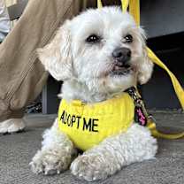 Thumbnail photo of Sassy #1