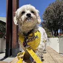 Thumbnail photo of Sassy #3