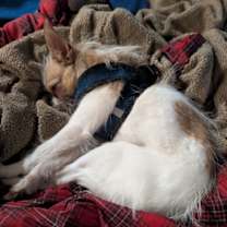 Thumbnail photo of Gorda #3