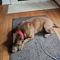 Thumbnail photo of Caesar #1