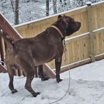 Thumbnail photo of Caesar #2