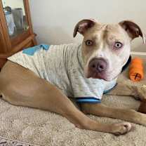 Thumbnail photo of Bodi #1