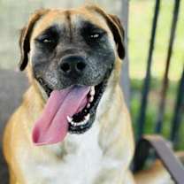 Thumbnail photo of Gouda #1