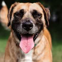 Thumbnail photo of Gouda #2