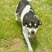 Thumbnail photo of Kiwi #2
