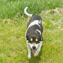 Thumbnail photo of Kiwi #3