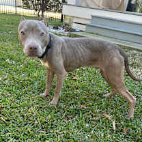 Thumbnail photo of Shelby Lynn #2