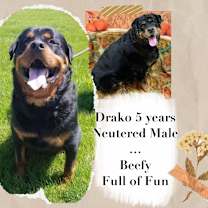 Thumbnail photo of DRAKO #4