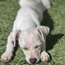 adopt-pet