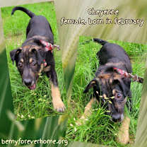 Thumbnail photo of Cheyenne #2