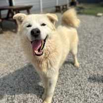 adopt-pet