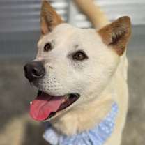 adopt-pet