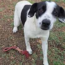 Thumbnail photo of Evie #2