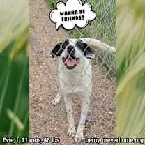 Thumbnail photo of Evie #4