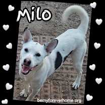 Thumbnail photo of Milo #1