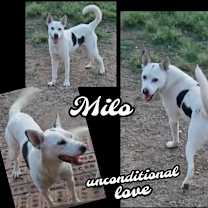 Thumbnail photo of Milo #2